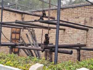 Benoni Monkey And Bird Park