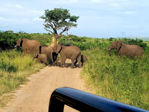 Hluhluwe–iMfolozi Park