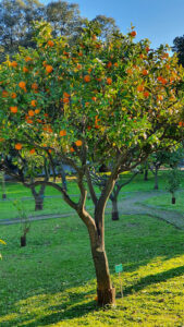 Jardin d'agrumes du Palais Carnolès