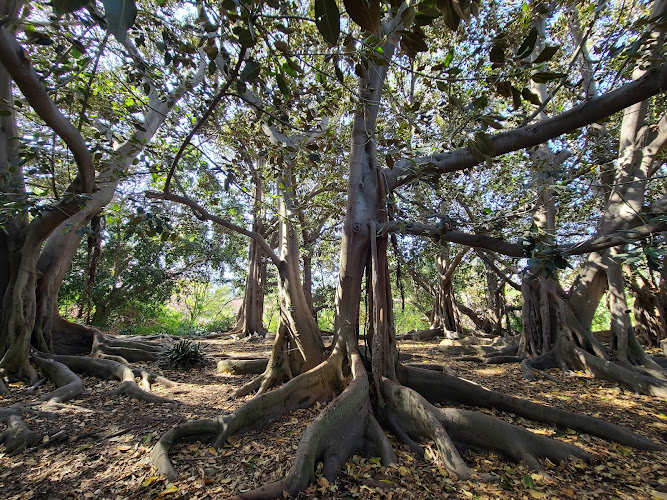 South Coast Botanic Garden