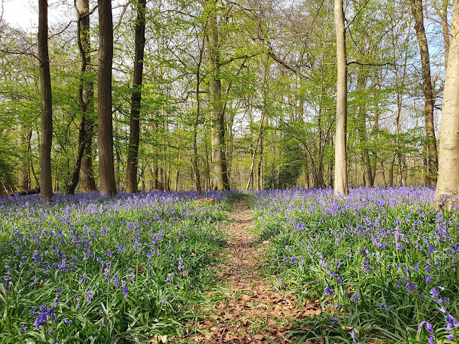 The DELL in Whippendell Woods