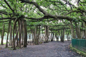 Acharya Jagadish Chandra Bose Indian Botanic Garden