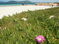 Half-Day Dinghy Tour in Asinara Gulf from Stintino Review