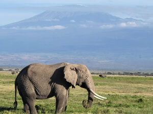 Amboseli National Park