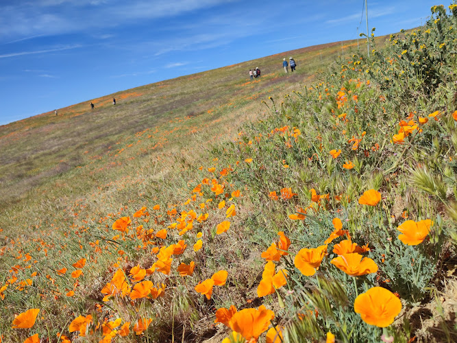 Antelope Valley California Poppy Reserve