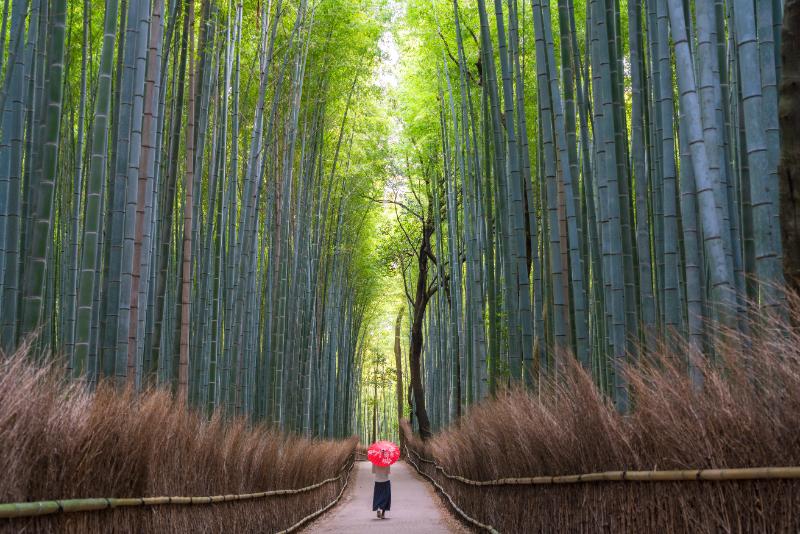 Arashiyama Bamboo Forest