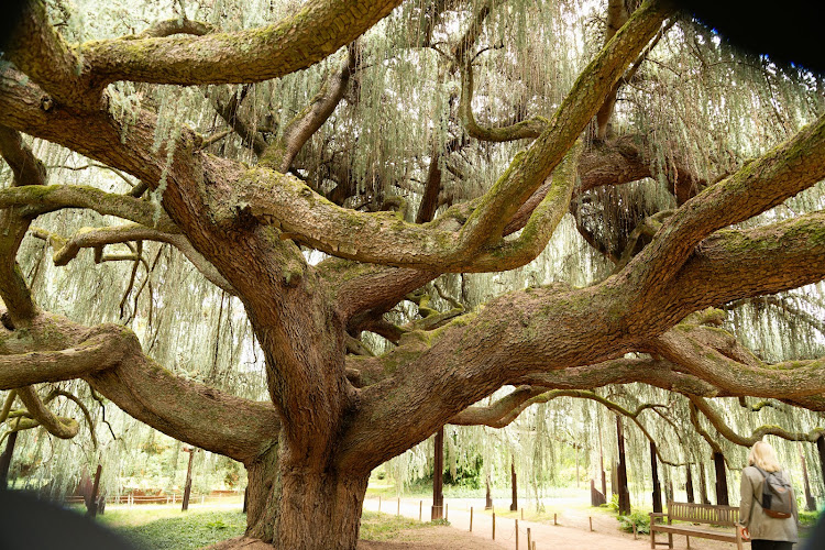 Arboretum de la Vallée aux Loups