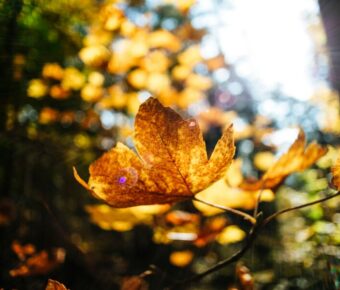 Autumn leaves