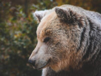 BEAR SANCTUARY Prishtina Travel Forum Reviews