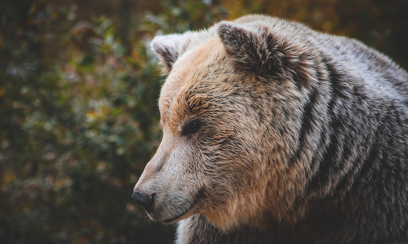 BEAR SANCTUARY Prishtina Travel Forum Reviews