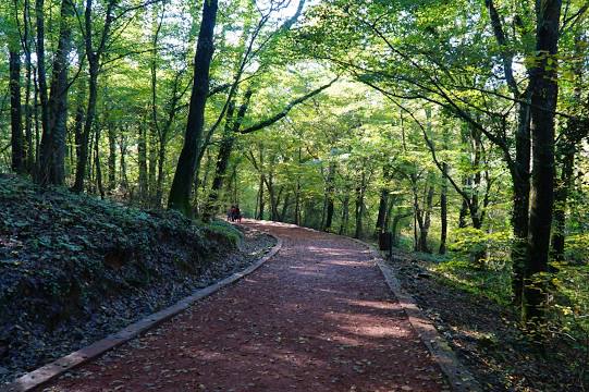 Belgrade Forest