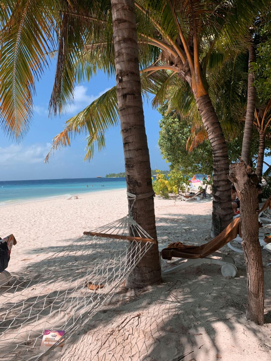 Coconut trees in Belmopan