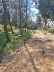 Ben Shemen Forest