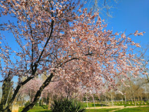 Besòs Park