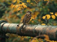 Bird Park Malta Reviews