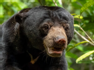 Bornean Sun Bear Conservation Centre (BSBCC)