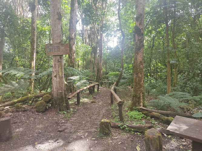 Bosque De Los Arrayanes Cuba