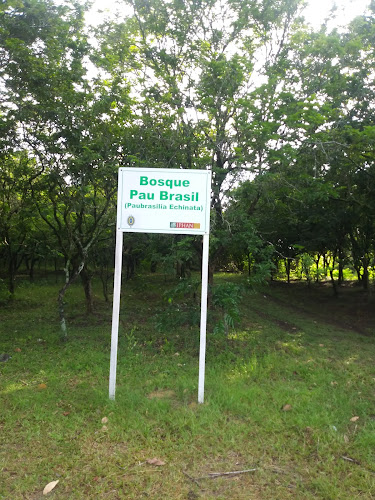 Bosque de Pau-Brasil