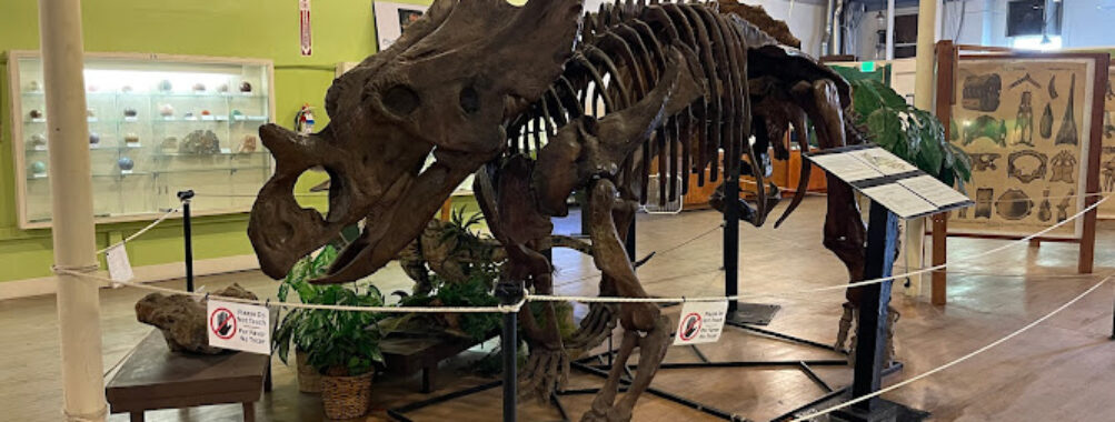 Buena Vista Museum of Natural History & Science Travel Forum Reviews