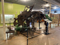 Buena Vista Museum of Natural History & Science Travel Forum Reviews