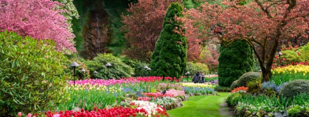 Flowers in bloom at Butchart Gardens