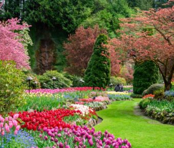 Flowers in bloom at Butchart Gardens