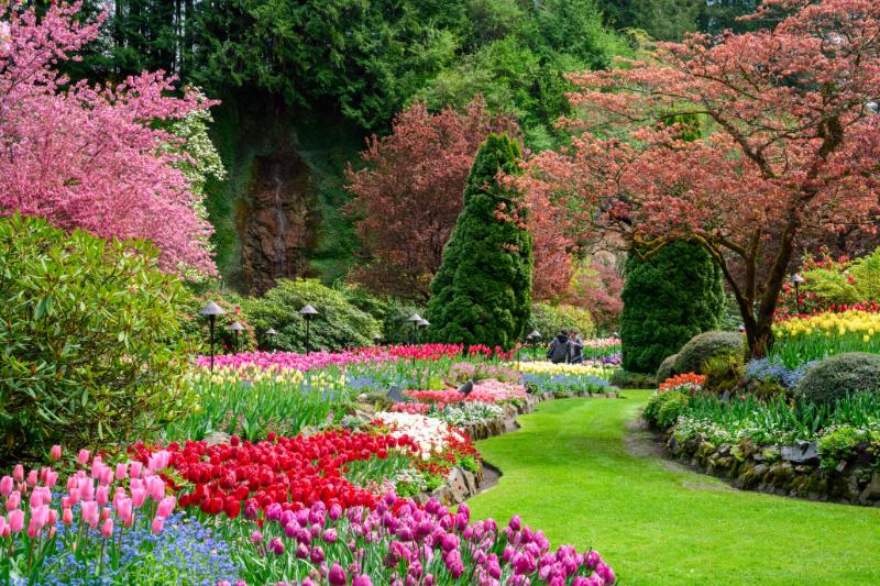 Flowers in bloom at Butchart Gardens