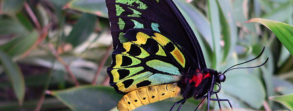 Full-day Cape Tribulation, Daintree and Mossman Gorge with lunch Review