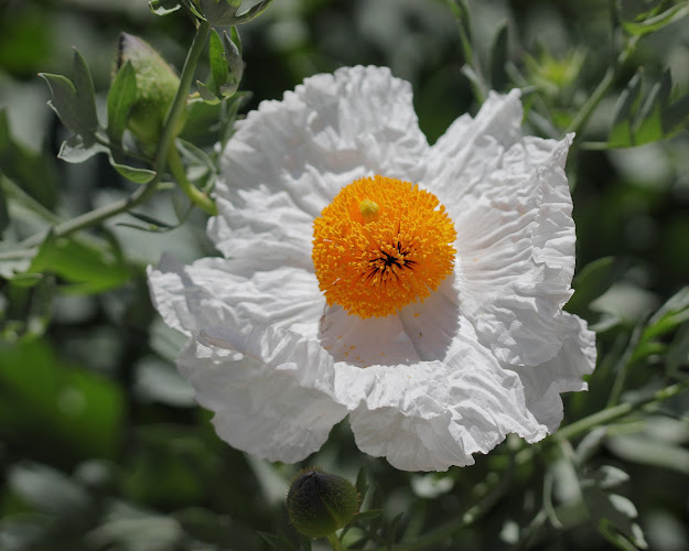 California Botanic Garden