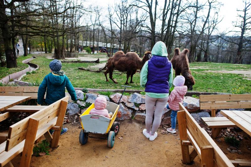 Family watching camels at Prague Zoo