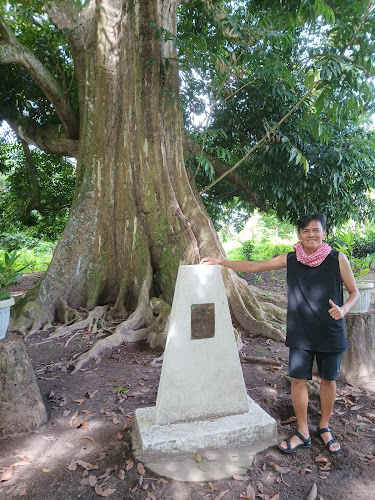 Camiguin Centennial Tree