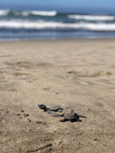 Campamento Tortuguero “Playa Hermosa”