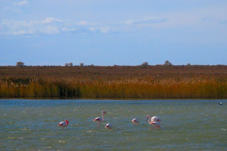 Camargue, southern France