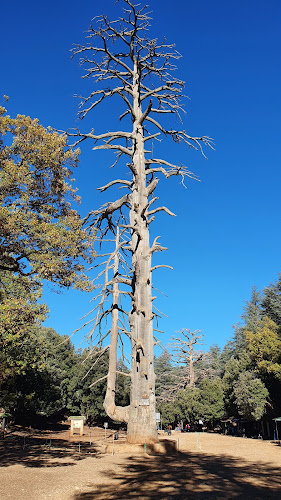 Cèdre Gouraud Forest