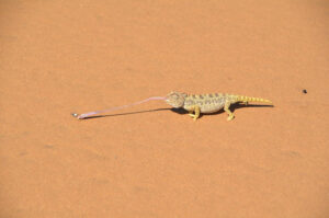 Charly's Desert Tours