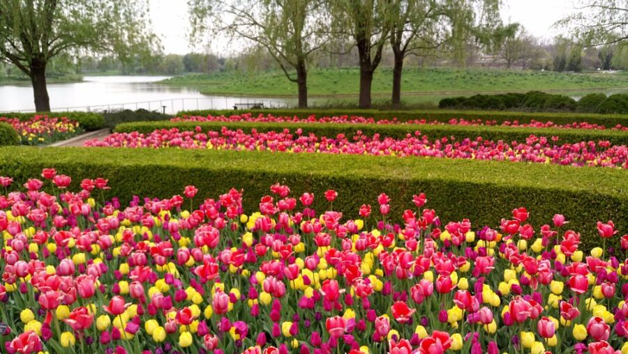 Tulips in bloom at Chicago Botanic Garden