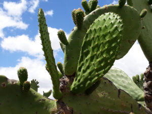 Cradock Research Farm