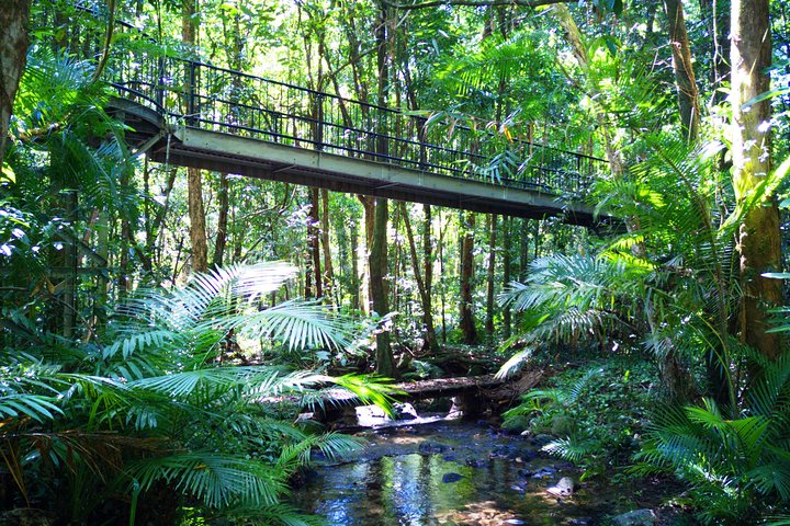 Daintree Rainforest