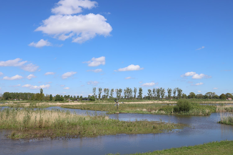 De Nieuwe Dordtse Biesbosch