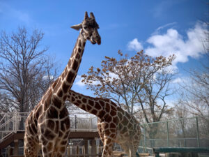 Denver Zoo