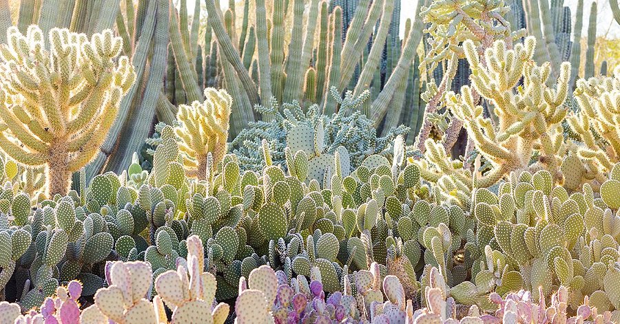 Varied cacti species at Desert Botanical Garden