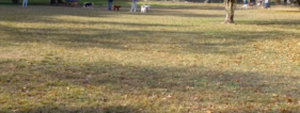 Dog park Travel Forum Reviews