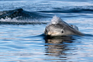 Dolphin Spirit Inverness