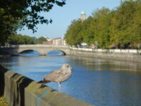 The best of Dublin private walking tour Review