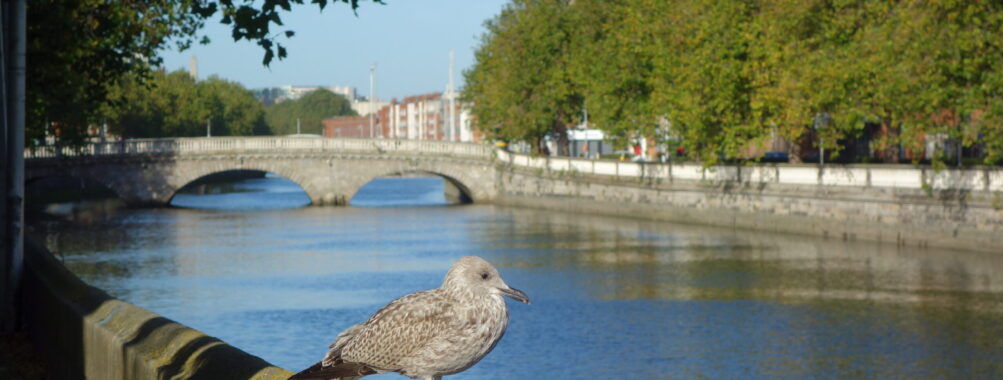 An Irish Famine Story, the Jeanie Johnston Entrance and Tour Review