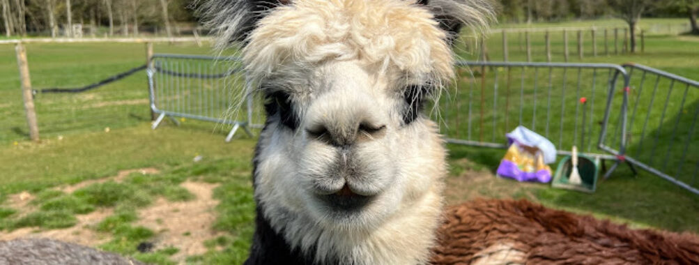 Dunreyth Alpacas Travel Forum Reviews