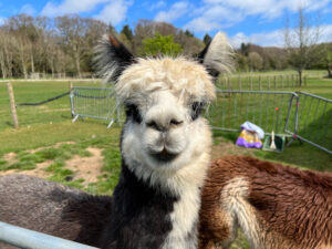 Dunreyth Alpacas