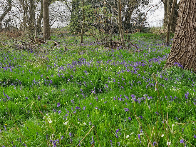 East Blean Woods