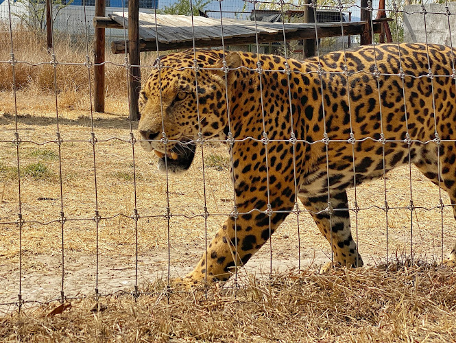 El Santuario del Jaguar