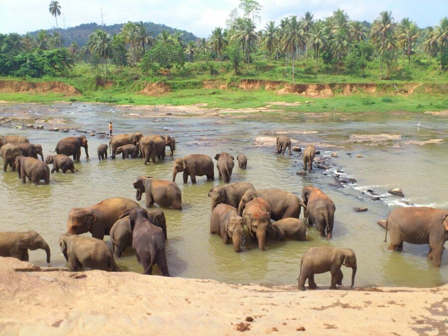 Elephants at the Elefantastic sanctuary in India